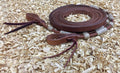 Harness leder teugels met naturel rawhide details