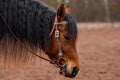 AlpenPad – Pro Line – hoofdstel met frontriem – 16 Styles