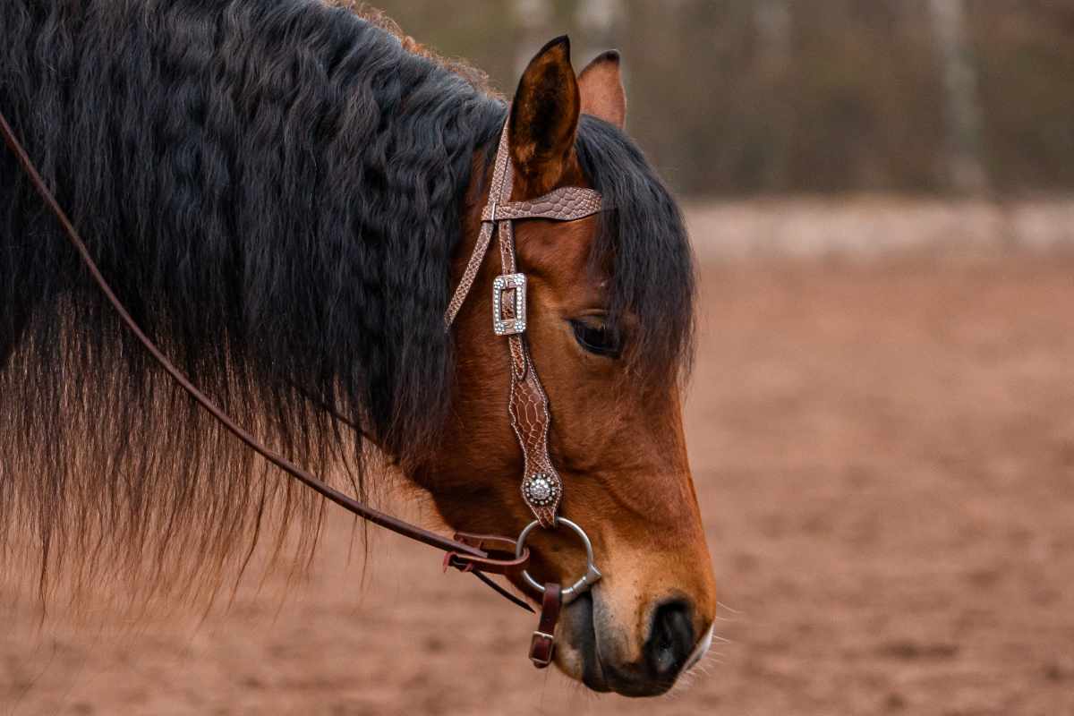 AlpenPad – Pro Line – hoofdstel met frontriem – 16 Styles