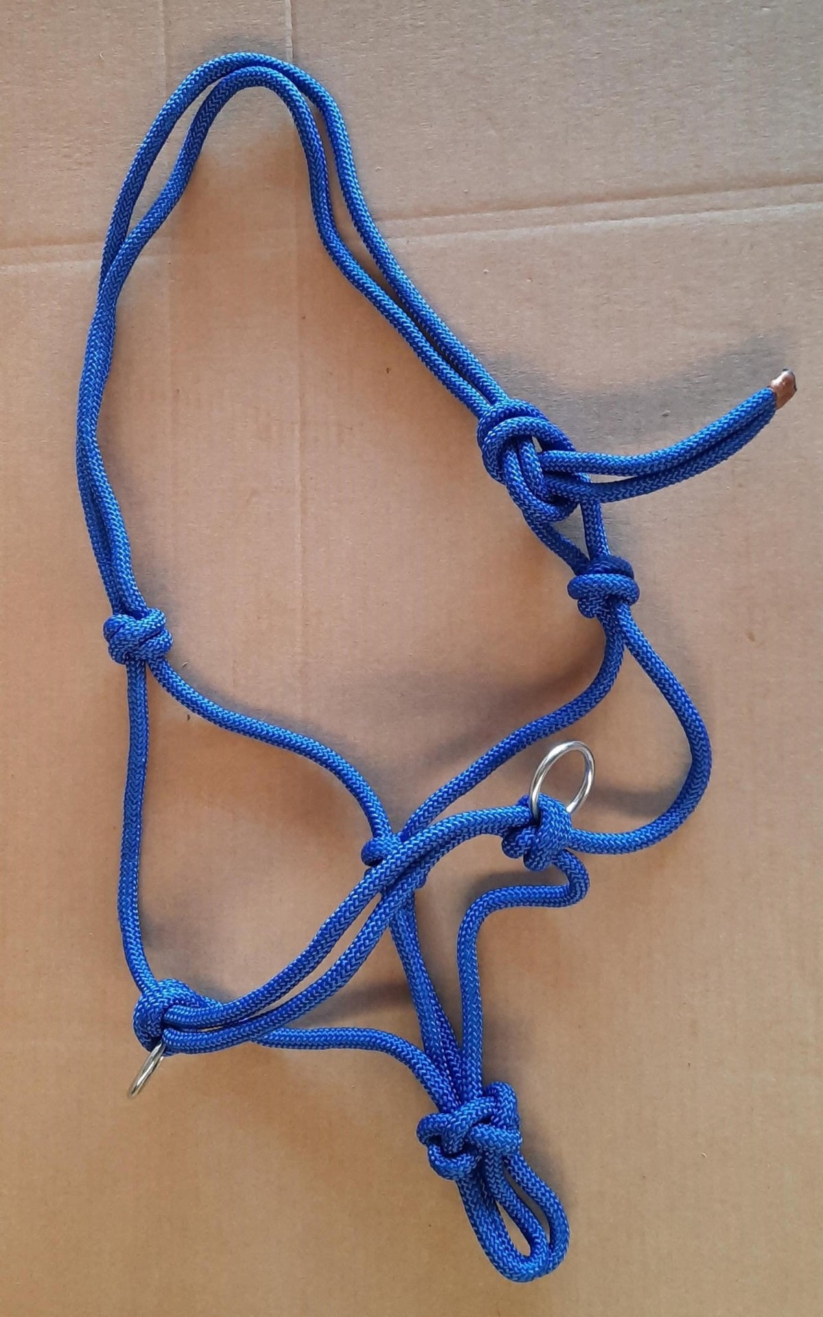 Lasso halster